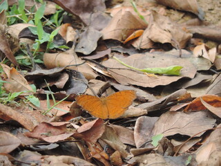 Beautiful Butterflies and Dragonflies in Anawilundawa Wetlands, Sri Lanka 