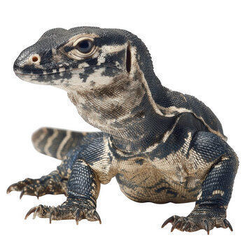 Full length portrait of asian carnivore monitor lizard or goanna with long neck, powerful tail and claws white and transparent background.
