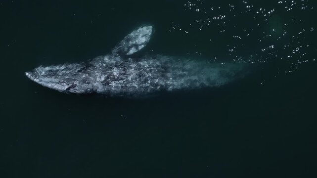 Top-down drone view of gray whales swimming in the ocean, capturing majestic marine wildlife movement in clear coastal waters.