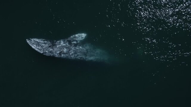 Top-down drone view of gray whales swimming in the ocean, capturing majestic marine wildlife movement in clear coastal waters.