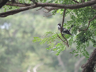 Sri Lankan Birds in Anawillundawa Wet Land Park, Sri Lanka 