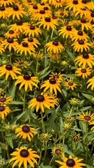 Vertical image of blooming yellow black-eyed Susans with bright yellow petals and dark brown black center outdoor in a garden during summer in Kyoto in Japan with space for text.