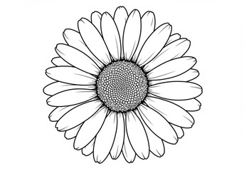 Detailed black and white line art illustration of a daisy flower head