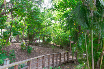 A Banyan tree at Beitou literally trail in Taipei wide shot