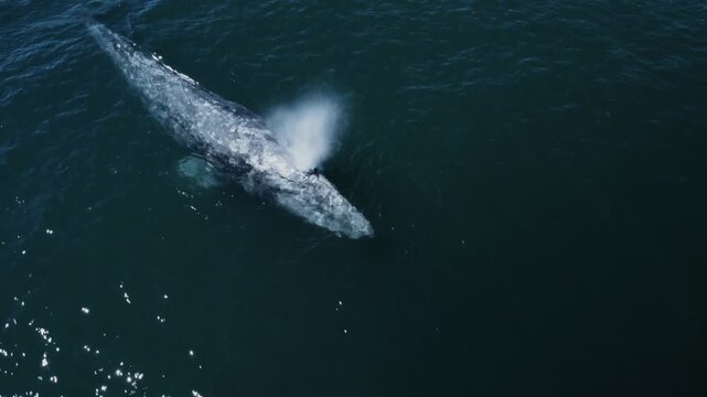 Top-down drone view of gray whales swimming in the ocean, capturing majestic marine wildlife movement in clear coastal waters.