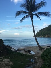 palm trees on the beach