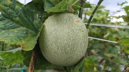 fresh melon fruit covered in fresh water droplets in nature