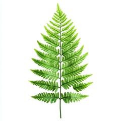 Vibrant green fern frond isolated on white background