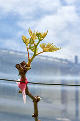 Close-up of a new grape vine shoot with young leaves budding in spring.