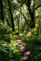 Obraz premium Serene Forest Walking Trail with Sunlit Path and Lush Green Foliage Inviting Exploration