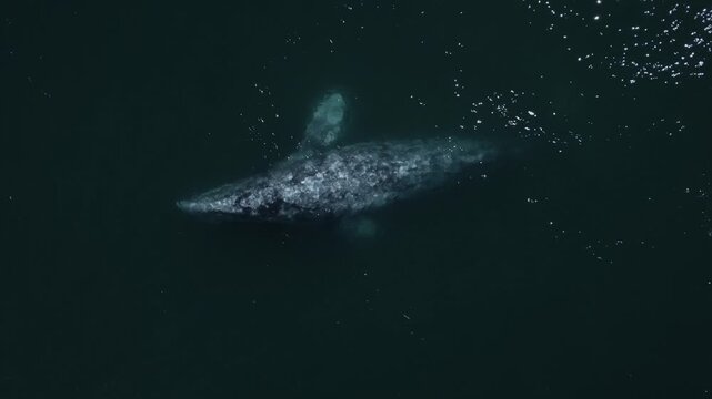 Top-down drone view of gray whales swimming in the ocean, capturing majestic marine wildlife movement in clear coastal waters.
