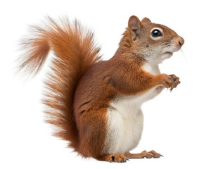Adorable Red Squirrel with Fluffy Tail and Fur.
