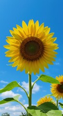 Naklejka premium A solitary sunflower, its brilliant yellow petals open wide, reaches towards a clear blue sky