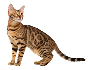 Elegant Bengal cat with unique spotted and striped fur and captivating golden eyes.