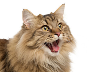 Fluffy Tabby Cat with Wide Open Mouth and Big Yellow Eyes.