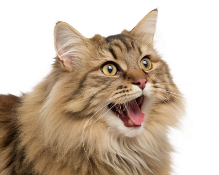 Fluffy Tabby Cat with Wide Open Mouth and Big Yellow Eyes.