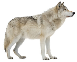 Gray Wolf in Profile View Looking to the Side.