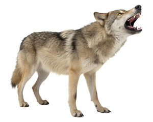 Howling Gray Wolf with Open Mouth and Sharp Teeth on White Background.