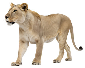 Majestic Lioness in Profile View.