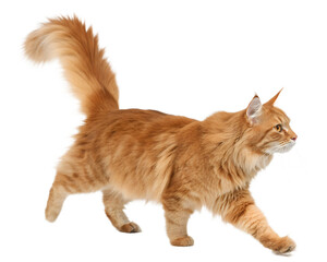 Majestic Orange Maine Coon Cat Walking with Bushy Tail.