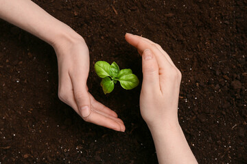 Female hands and plant seedling in soil, closeup