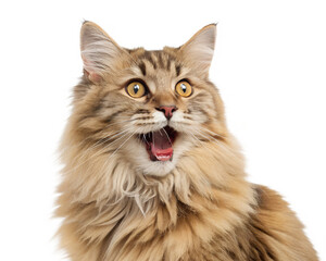 Surprised Longhaired Cat Closeup.