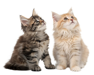 Two Adorable Maine Coon Kittens Looking Upward with Curiosity.