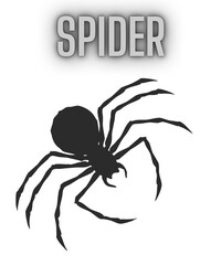 crab spider isolated on white background