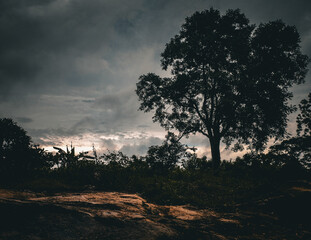 A dramatic tree silhouette captured at dusk with dark clouds above and soft evening light below....