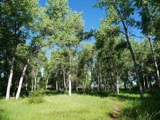 Shaded Forest Trail through Lush Greenery, Louisville, Colorado