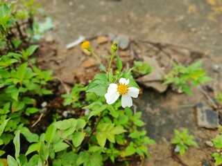 As spring awakens the earth, tender green shoots push through the soil, and blossoms burst into...