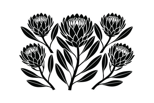 Stylized black and white protea flower arrangement illustration