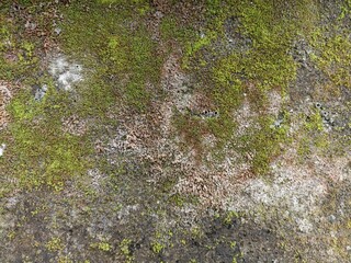 Detailed Moss and Lichen Texture. A close-up view of a rough, weathered surface intricately covered with vibrant green moss and various patches of lichen