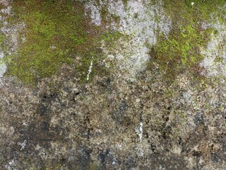 Mossy Concrete Wall Surface. Full frame close-up of a weathered concrete surface extensively...