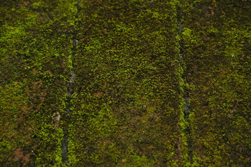 Concrete Surface with Green Moss – Natural Textured Background