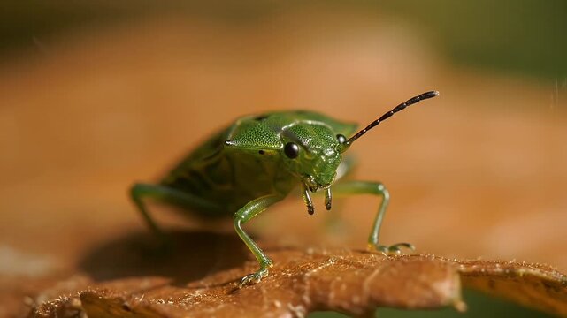A green insect sits on a brown leaf focusing its gaze towards the viewer with detailed antennae visible