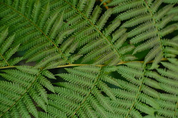 Fern Leaf Background with Natural Symmetry and Text Space