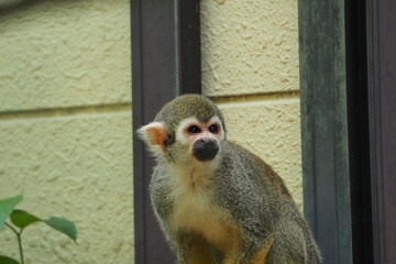 餌を探すコモンリスザル