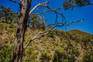 Dead Tangled Tree Before Rugged Hills