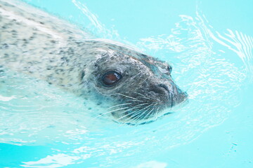 Fototapeta premium プールで回遊するゴマフアザラシ