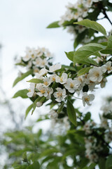 White apple blossoms tree branch