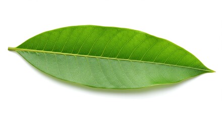 Obraz premium Photo of green mango leaf isolated on white background showing detailed veins