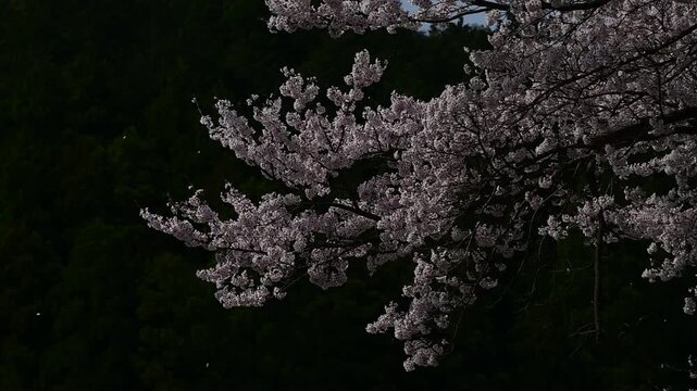 桜散る Images – Browse 874 Stock Photos, Vectors, and Video