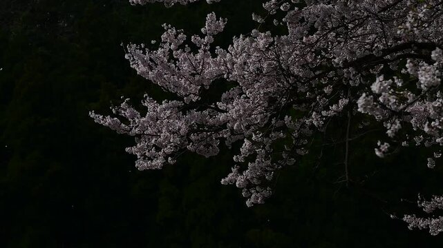 深緑の森を背景に散る桜 （岐阜県揖斐郡, 2025年4月）