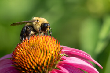 Closeup of Bumblebee (Bombus bimaculatus) feeding on cone flower with blurred background     