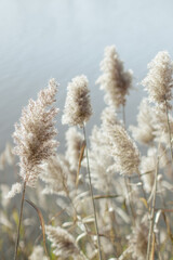 Neutral close up pampas grass 