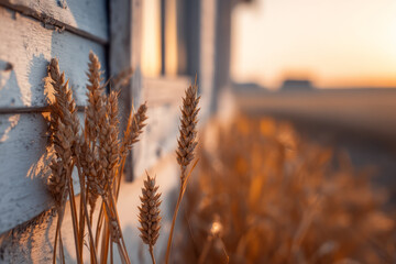 Golden wheat stalks against rustic building at sunset create serene atmosphere