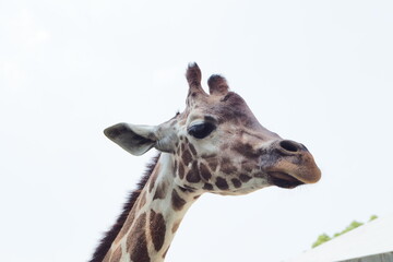 キリンのアップ写真