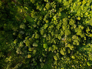 Naklejka premium Aerial Top-Down View of a Dense Lush Green Forest Canopy in Indonesia with Sunlight Filtering Through