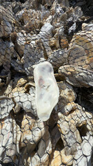 Mountains of oyster shells at a Oregon seafood business.